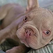 Tater joined the competition — help win amazing prizes! french_bulldog, puppy, dog, close_up, pet, cute, lying_down, blanket, striped, wrinkles, nose, ears, eyes, fur, animal, indoor, cozy, portrait, young, mammal