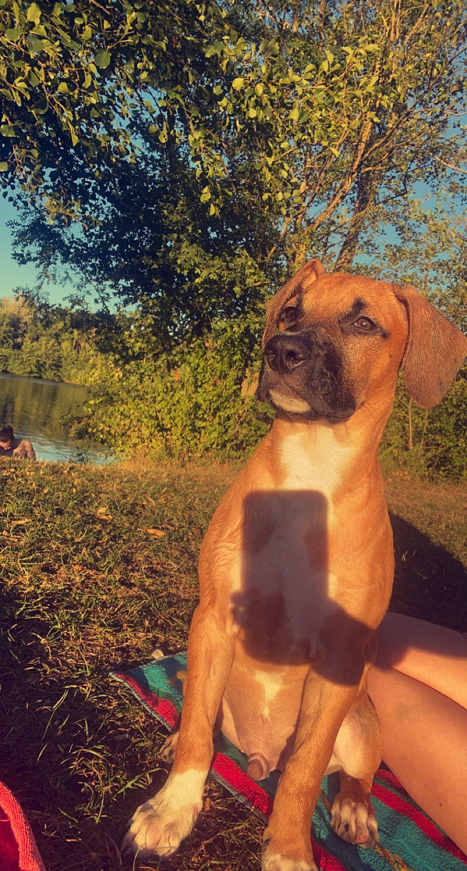 Thor participe au concours pour gagner de l'argent avec cette photo : camel, carnivore, chest, companion_dog, dog_breed, fawn, grass, happy, landscape, leisure, natural_environment, people_in_nature, plant, sculpture, snout, sunlight, terrestrial_animal, tree, trunk, working_animal