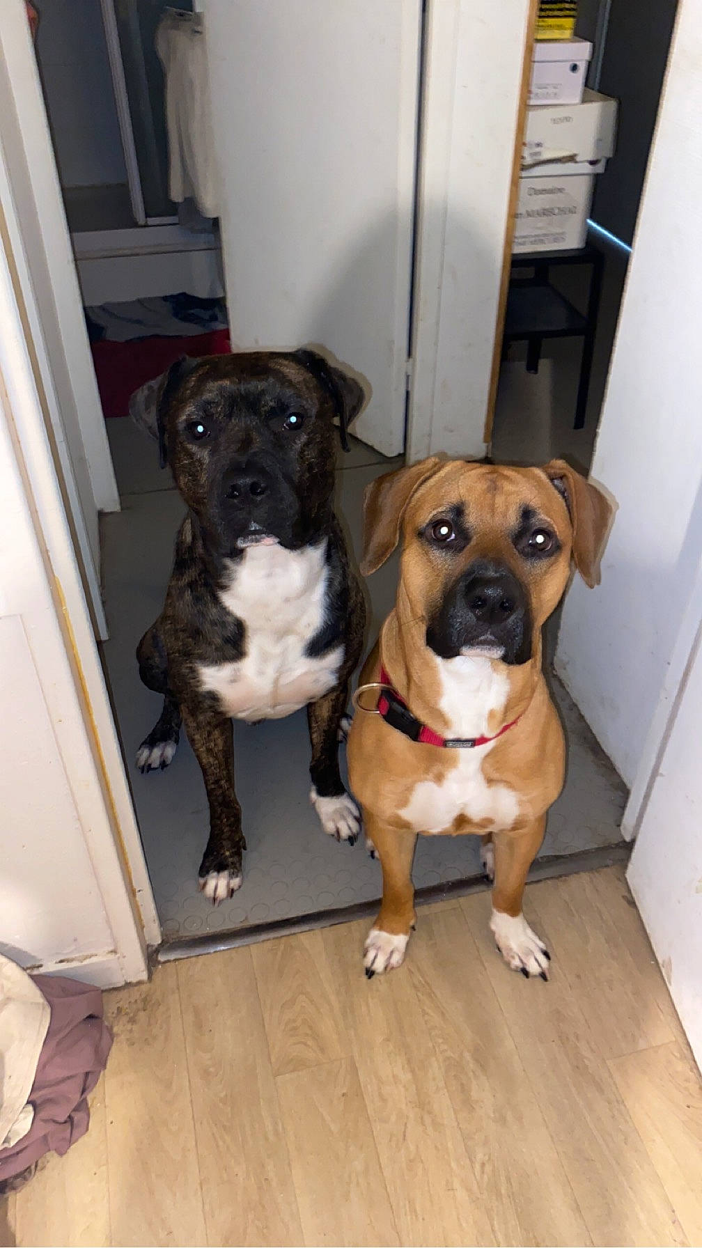 Thor a rejoint le concours — aidez-le/la à gagner de superbes lots ! ancient_dog_breeds, boxer, carnivore, collar, companion_dog, dog, dog_breed, dog_collar, fawn, flooring, guard_dog, hardwood, molosser, puppy, sporting_group, wood, wood_flooring, working_animal, working_dog, wrinkle