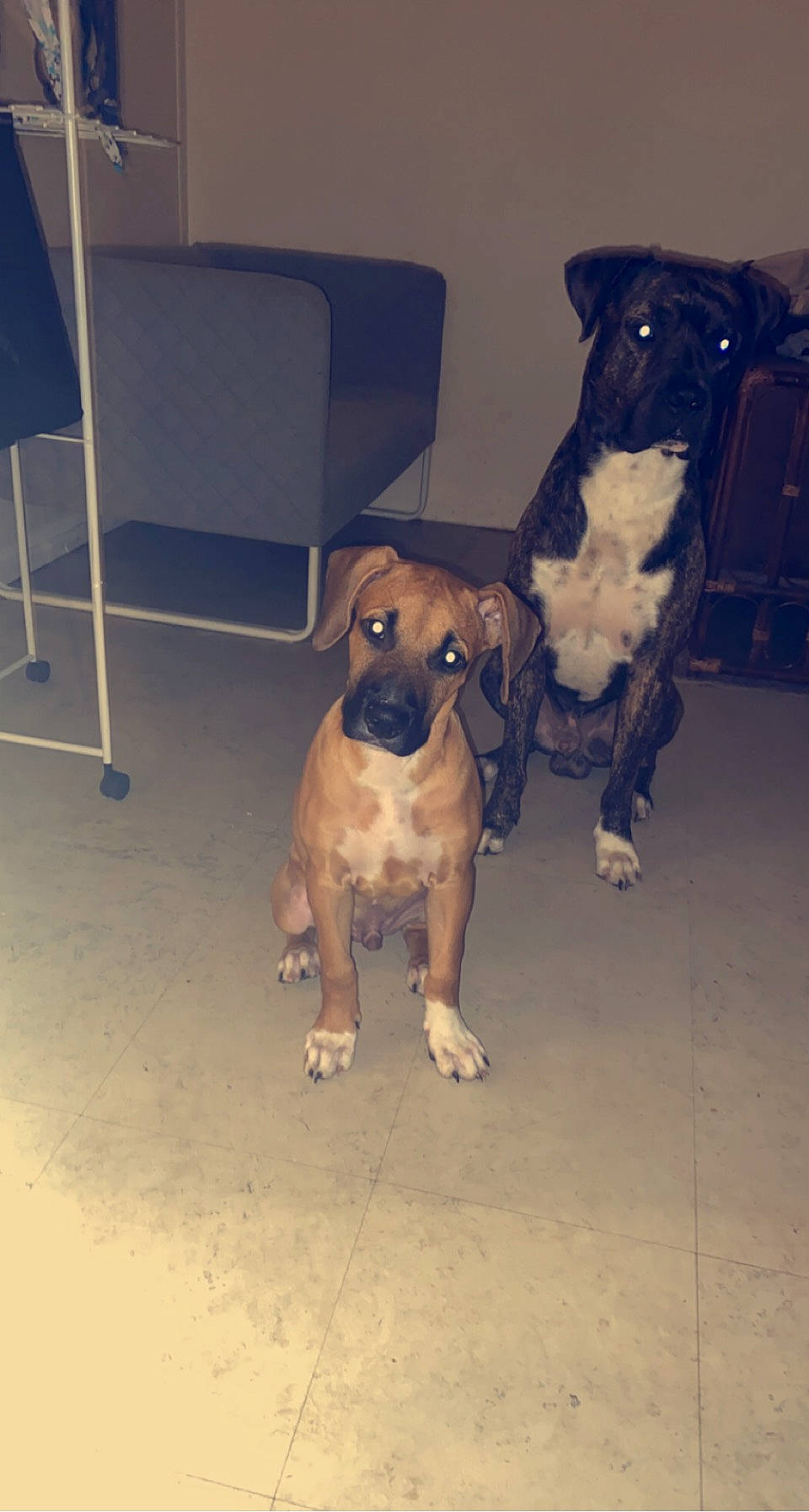 Thor participe au concours pour gagner de l'argent avec cette photo : canidae, carnivore, chair, companion_dog, dog, dog_breed, fawn, floor, flooring, metal, non_sporting_group, paw, puppy, puppy_love, snout, sporting_group, toy_dog, working_animal, working_dog