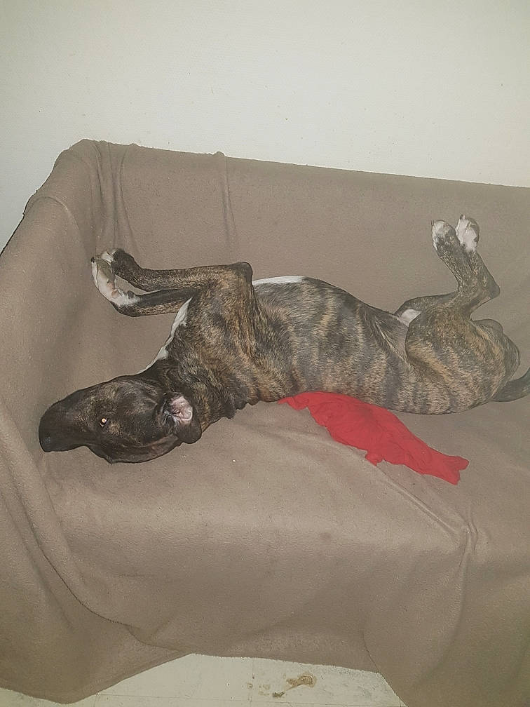 Rio participe au concours pour gagner de l'argent avec cette photo : art, bed, canidae, carnivore, claw, comfort, couch, dog_breed, felidae, foot, fur, gesture, grey, human_leg, paw, small_to_medium_sized_cats, sporting_group, studio_couch, tail, wood