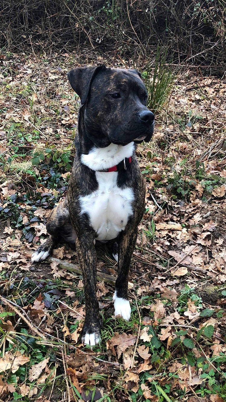 Rio participe au concours pour gagner de l'argent avec cette photo : borador, canidae, carnivore, collar, companion_dog, dog, dog_breed, dog_collar, fawn, grass, hunting_dog, non_sporting_group, plant, snout, soil, sporting_group, tail, terrestrial_animal, working_animal