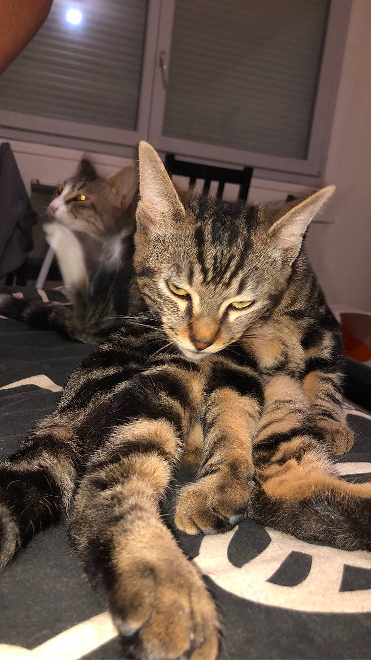 Sasuke a rejoint le concours — aidez-le/la à gagner de superbes lots ! carnivore, cat, claw, comfort, domestic_short_haired_cat, eye, felidae, foot, fur, nap, paw, sitting, sleep, small_to_medium_sized_cats, snout, tail, terrestrial_animal, whiskers, wildlife