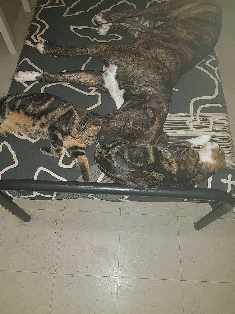 Sasuke a rejoint le concours — aidez-le/la à gagner de superbes lots ! art, big_cats, bone, carnivore, dinosaur, extinction, felidae, flooring, fossil, fur, metal, monochrome, mythical_creature, sculpture, skeleton, small_to_medium_sized_cats, tail, terrestrial_animal, visual_arts, wood