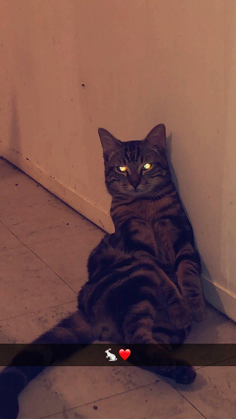 Sasuke a rejoint le concours — aidez-le/la à gagner de superbes lots ! black_cat, carnivore, cat, domestic_short_haired_cat, electric_blue, felidae, flooring, fur, gas, grey, shadow, sitting, small_to_medium_sized_cats, snout, tail, terrestrial_animal, tints_and_shades, whiskers, window, wood