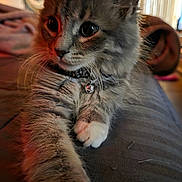 Bama is registered to the contest to win money with this photo: cat, kitten, fluffy, gray, white, paw, collar, bell, indoor, couch, close_up, pet, feline, curious, relaxed, animal, whiskers, soft_fur, domestic, cute