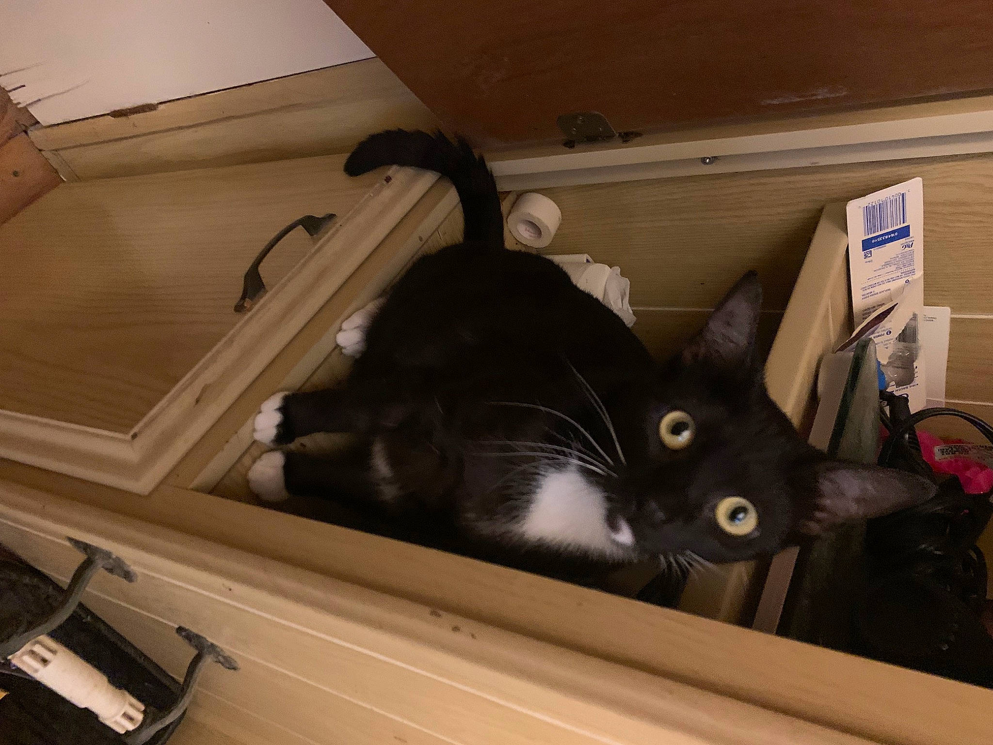 Lil Homie joined the competition — help win amazing prizes! automotive_exterior, black_cat, carnivore, cat, ceiling, comfort, domestic_short_haired_cat, felidae, flooring, fur, hardwood, major_appliance, mechanical_fan, metal, room, small_to_medium_sized_cats, snout, tail, whiskers, wood