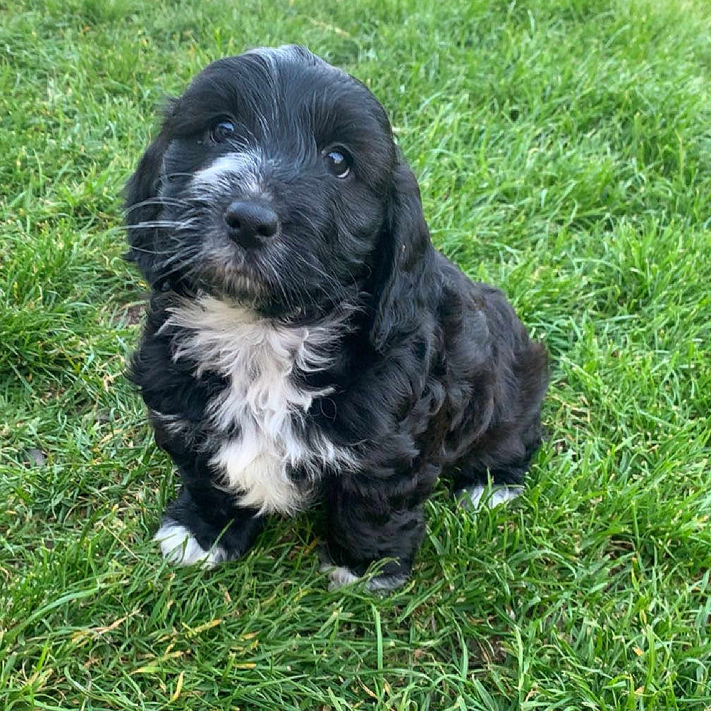 Sœur De Chipie a rejoint le concours — aidez-le/la à gagner de superbes lots ! puppy, dog, grass, outdoor, black_and_white, cute, pet, animal, young, fur, sitting, nature, playful, adorable, canine, small, fluffy, head_tilt, eyes, portrait