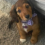 Chien participe au concours pour gagner de l'argent avec cette photo : puppy, dog, bow, polka_dot, carpet, cute, pet, indoor, brown, white_paw, collar, fur, looking_up, adorable, small_dog, animal, young_dog, fluffy, domestic_animal, companion