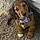 Chien