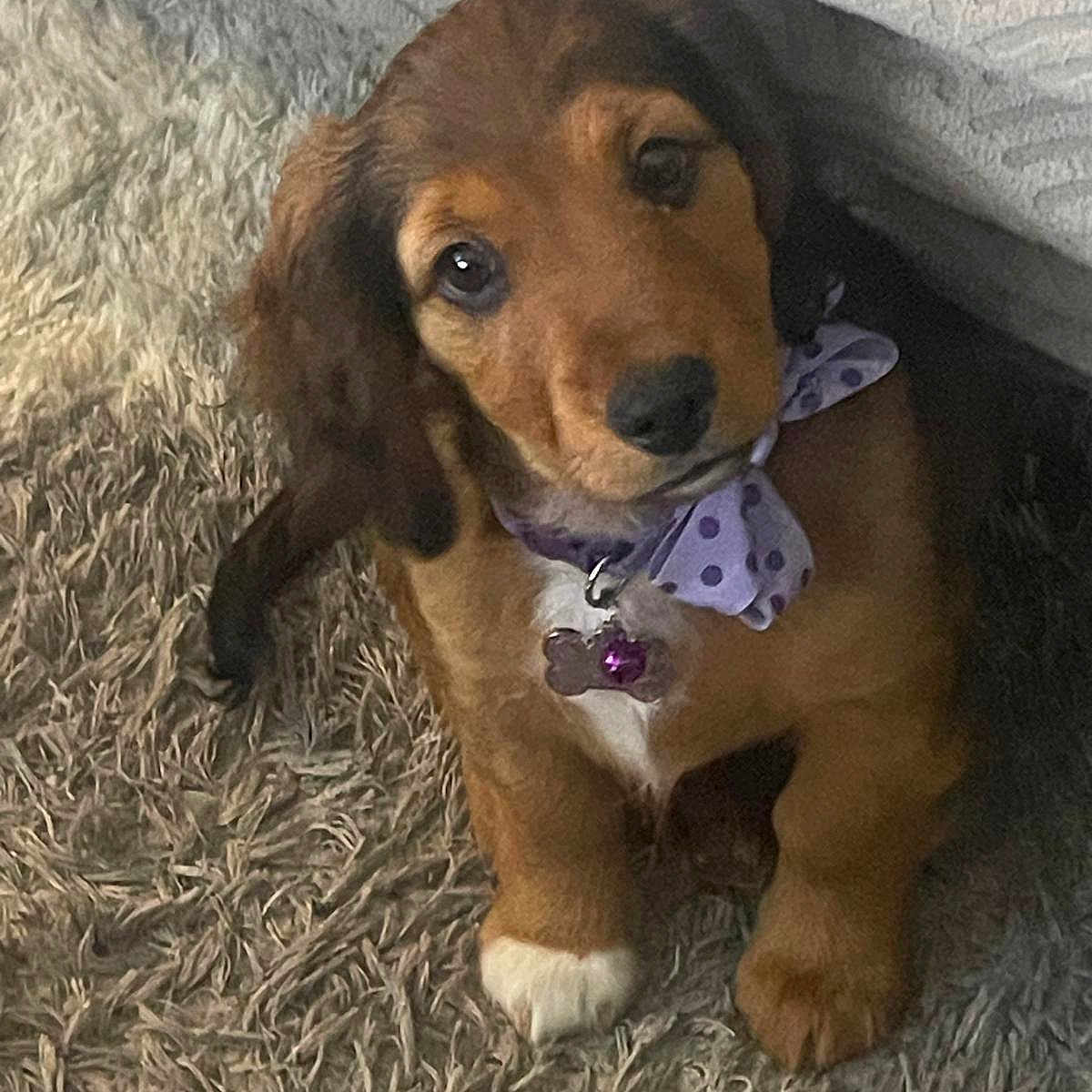 Chien participe au concours pour gagner de l'argent avec cette photo : puppy, dog, bow, polka_dot, carpet, cute, pet, indoor, brown, white_paw, collar, fur, looking_up, adorable, small_dog, animal, young_dog, fluffy, domestic_animal, companion