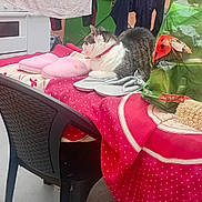 Louna participe au concours pour gagner de l'argent avec cette photo : cat, table, slippers, laundry, chair, tablecloth, bag, indoor, pet, resting, red, cream, green, plastic_chair, clothing, fabric, household, relaxed, domestic, floor