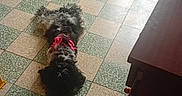 Chipie participe au concours pour gagner de l'argent avec cette photo : basket, checkered_floor, cozy, curled_up, curly_fur, dog, floor_tiles, furniture, home, indoor, lying_down, pet, quiet, radiator, red_harness, resting, small_dog, stuffed_toys, vintage_chair, wooden_cabinet