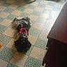basket, checkered_floor, cozy, curled_up, curly_fur, dog, floor_tiles, furniture, home, indoor, lying_down, pet, quiet, radiator, red_harness, resting, small_dog, stuffed_toys, vintage_chair, wooden_cabinet