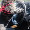 black_and_white, car, companion, curious, dashboard, daylight, dog, fur, harness, interior, keys, leisure, paws, pet, road_trip, seat, side_view, steering_wheel, vehicle, window
