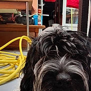 Chipie a rejoint le concours — aidez-le/la à gagner de superbes lots ! dog, indoor, close_up, black_and_white, fur, yellow_hose, table, pink_container, red_jacket, household, floor, door, window, casual, messy_fur, pet, animal, domestic, coiled_hose, background