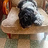 animal, armchair, black_and_white, canine, chair_cushion, cozy, curly_fur, dog, domestic_animal, floor_tiles, furniture, furry, home, indoor, pet, relaxed, resting, sleeping, tiled_floor, wooden_armrest