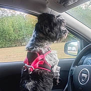 Chipie participe au concours pour gagner de l'argent avec cette photo : animal, black_and_white, car_interior, curious, daytime, dog, domestic_animal, fur, grass, looking_out, outdoor, pet, pink_harness, road_trip, seat, side_mirror, steering_wheel, trees, vehicle, window