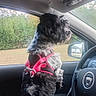 animal, black_and_white, car_interior, curious, daytime, dog, domestic_animal, fur, grass, looking_out, outdoor, pet, pink_harness, road_trip, seat, side_mirror, steering_wheel, trees, vehicle, window
