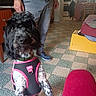 Chipie a rejoint le concours — aidez-le/la à gagner de superbes lots ! black_dog, casual_clothing, chair, daylight, dog, floor, furniture, harness, human_hand, indoor, kitchen, legs, person, pet, shoes, standing, table, tile_floor, white_spots, window