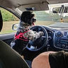 animal, car_interior, cute, dashboard, dog, funny, gravel_road, greenery, indoor, leash_hook, person_arm, pet, pink_harness, rearview_mirror, seat, side_mirror, steering_wheel, sunlight, vehicle, window