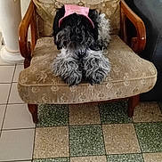 Chipie a rejoint le concours — aidez-le/la à gagner de superbes lots ! animal, armchair, black_dog, canine, cozy, decor, dog, funny_hat, furniture, grey_dog, home, indoor, living_room, patterned_chair, pet, pink_visor, relaxed, seated, tiled_floor, vintage_furniture