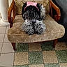 animal, armchair, black_dog, canine, cozy, decor, dog, funny_hat, furniture, grey_dog, home, indoor, living_room, patterned_chair, pet, pink_visor, relaxed, seated, tiled_floor, vintage_furniture