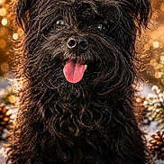 Little Man is registered to the contest to win money with this photo: dog, black_dog, fluffy, curly_fur, tongue_out, happy, pet, animal, portrait, bokeh, golden_light, outdoor, nature, pine_cones, close_up, cute, furry, sitting, friendly, adorable