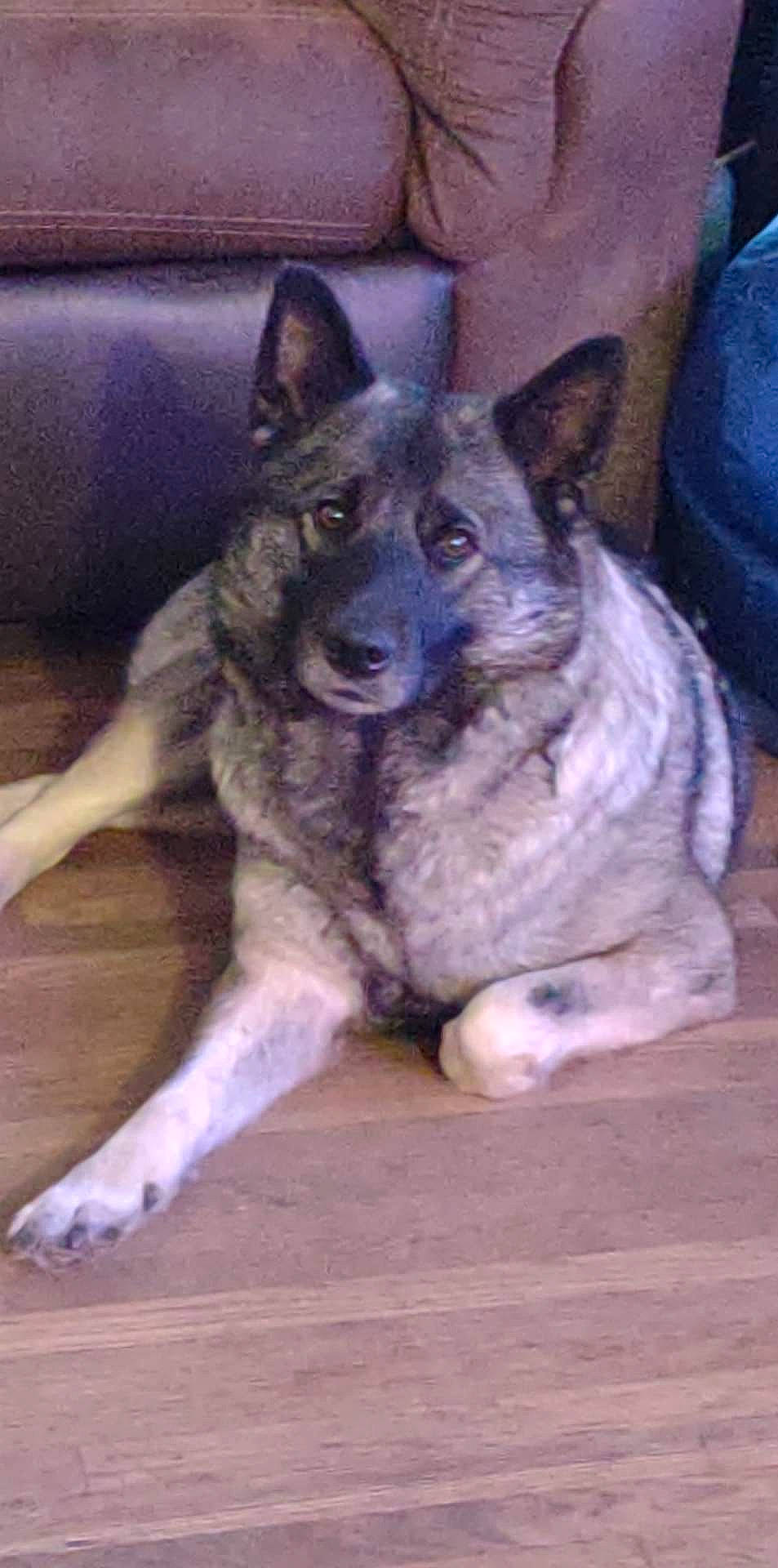 Kaia joined the competition — help win amazing prizes! canidae, canis, carnivore, companion_dog, couch, dog, dog_breed, door, east_european_shepherd, german_shepherd_dog, herding_dog, king_shepherd, non_sporting_group, snout, sporting_group, terrestrial_animal, wood, working_animal, working_dog