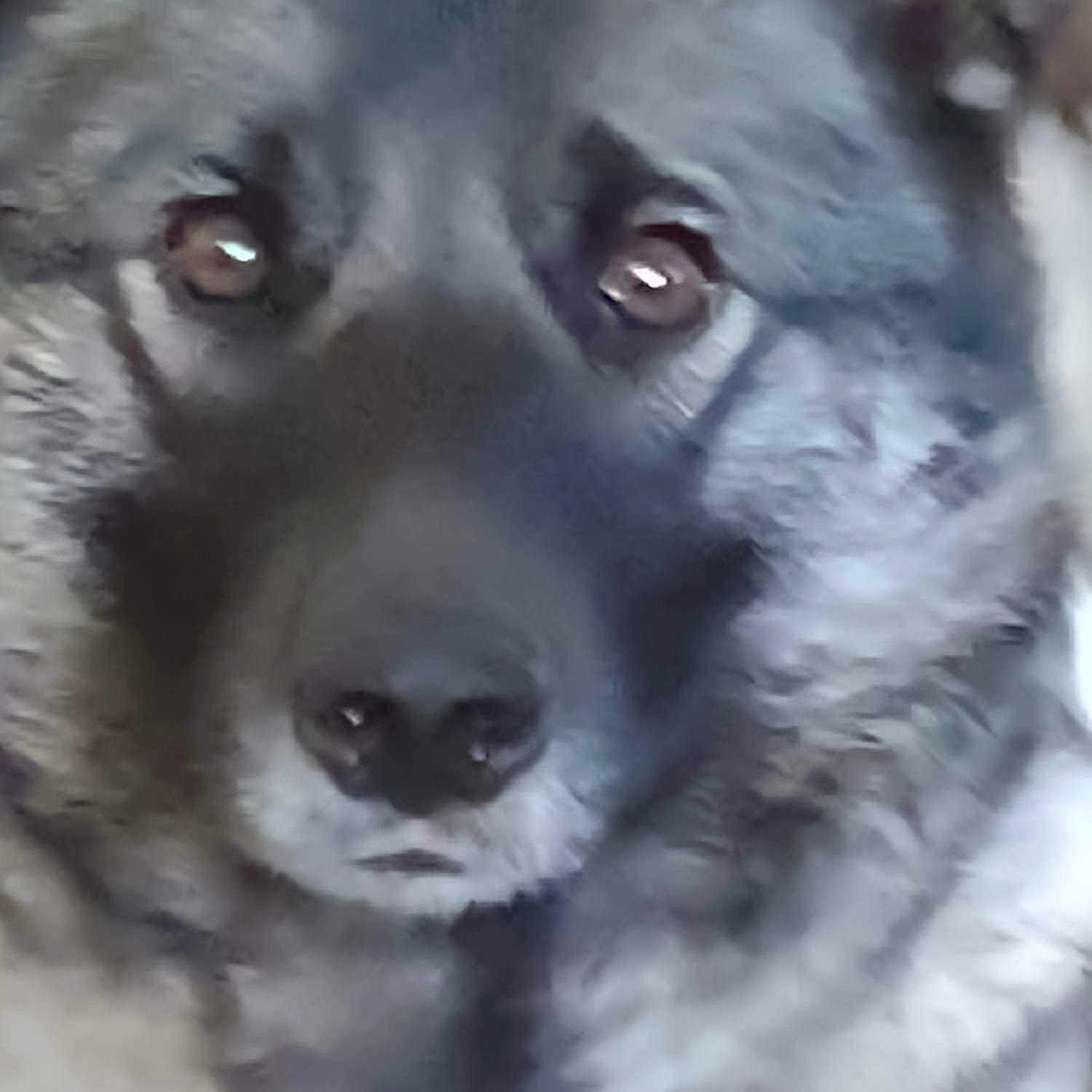 Kaia