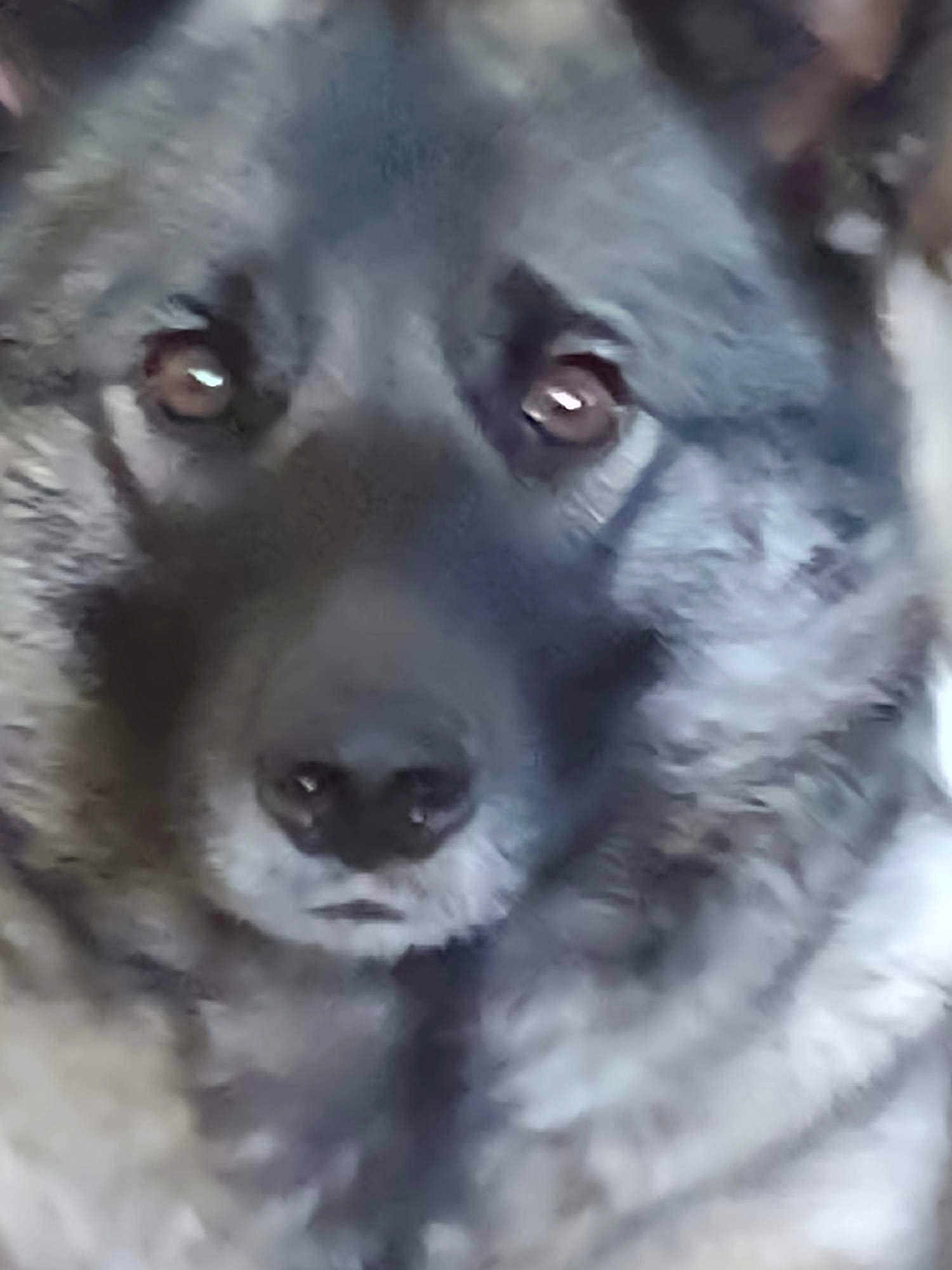 Kaia