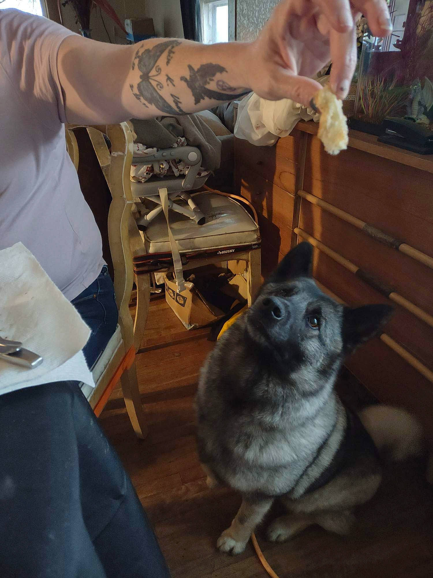 Kaia is registered to the contest to win money with this photo: carnivore, chair, companion_dog, dog, dog_breed, fawn, felidae, fur, koala, mammal, marsupial, small_to_medium_sized_cats, snout, sporting_group, table, tree, vertebrate, whiskers, wood, working_animal