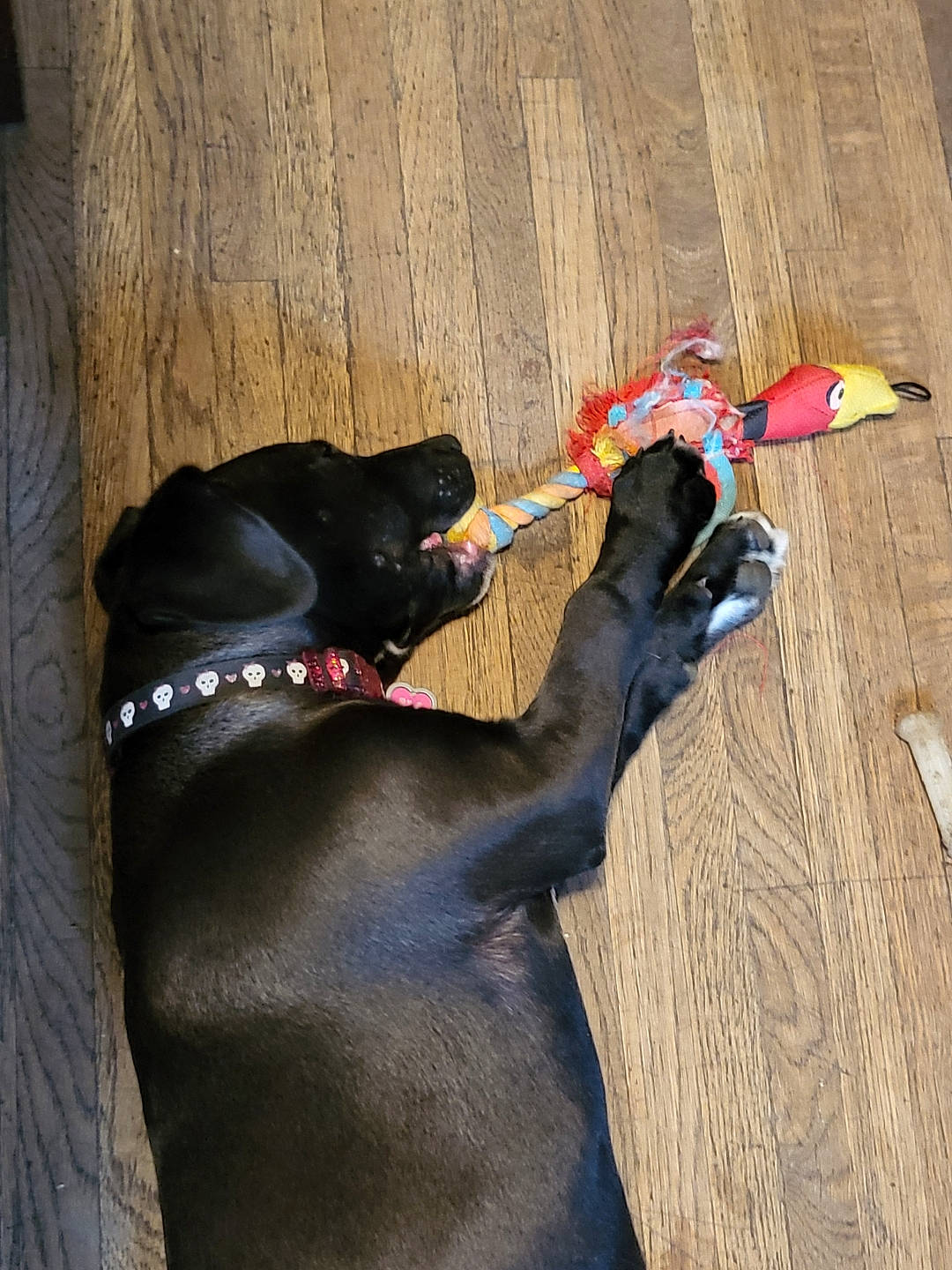 Lillith joined the competition — help win amazing prizes! adventure, carmine, carnivore, collar, comfort, companion_dog, dog, dog_breed, fawn, flooring, guard_dog, hardwood, recreation, shadow, snout, sporting_group, tail, terrestrial_animal, wood, working_animal