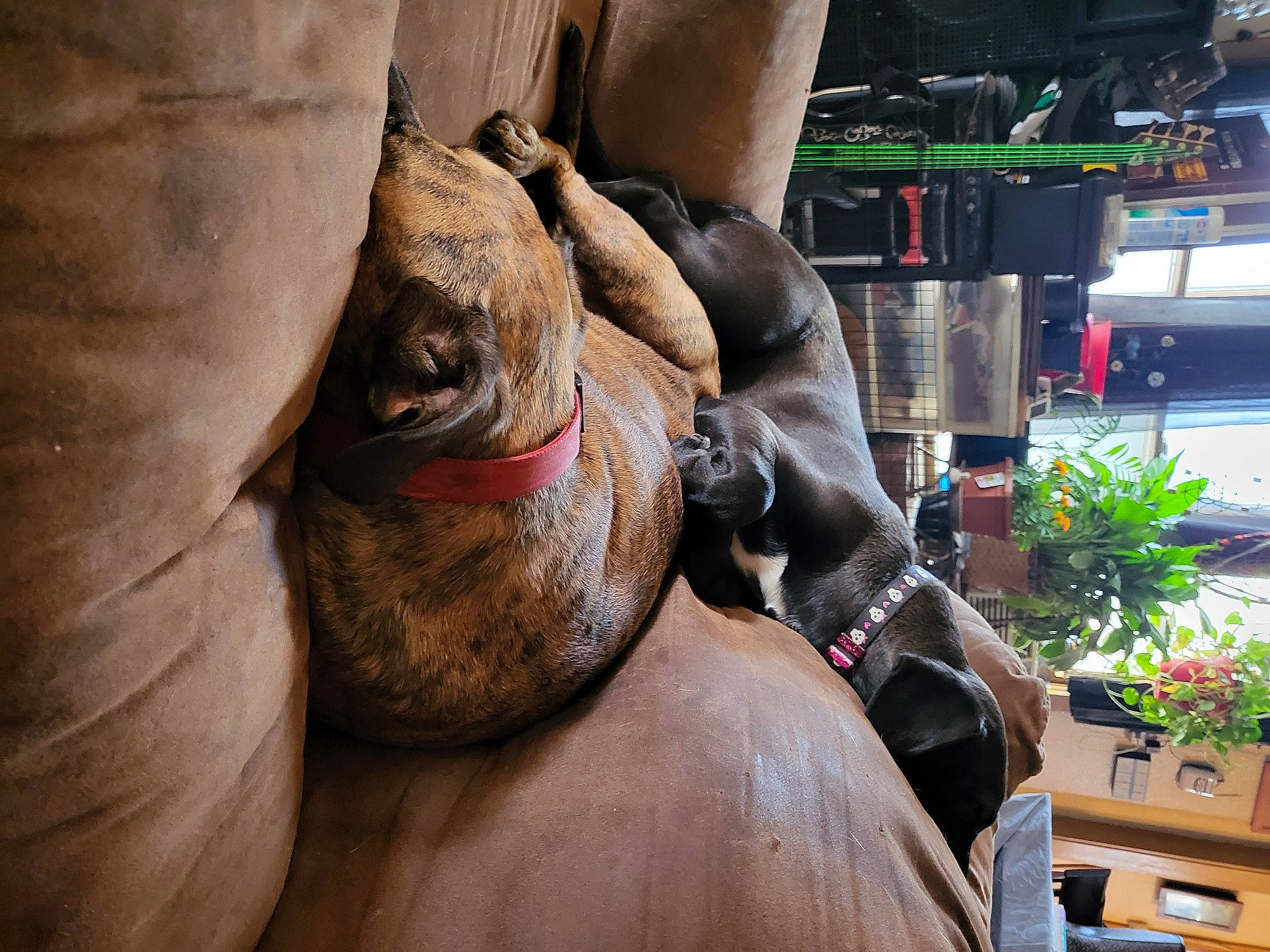 Lillith is registered to the contest to win money with this photo: art, artifact, chest, elephant, elephants_and_mammoths, fawn, human_leg, indian_elephant, metal, monument, plant, recreation, sculpture, snout, statue, temple, terrestrial_animal, wood, working_animal, wrinkle