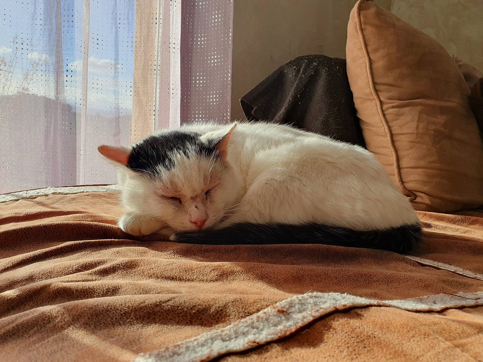 Diego participe au concours pour gagner de l'argent avec cette photo : carnivore, cat, claw, comfort, couch, domestic_short_haired_cat, fawn, felidae, flooring, foot, fur, hardwood, linens, nap, paw, sleep, small_to_medium_sized_cats, tail, whiskers, wood