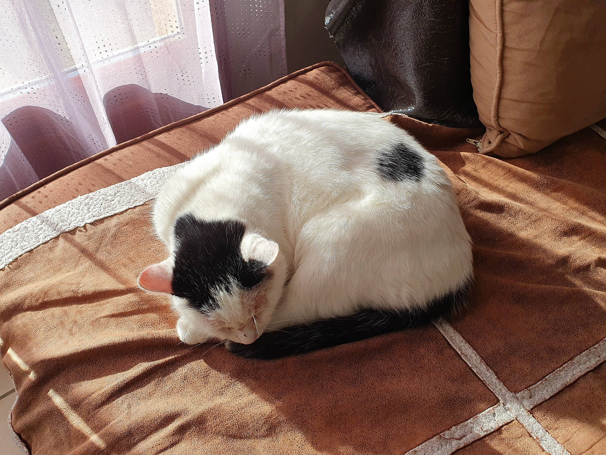 Diego a rejoint le concours — aidez-le/la à gagner de superbes lots ! carnivore, cat, claw, comfort, companion_dog, dog_breed, domestic_short_haired_cat, fawn, felidae, flooring, fur, hardwood, nap, paw, small_to_medium_sized_cats, tail, terrestrial_animal, textile, whiskers, wood