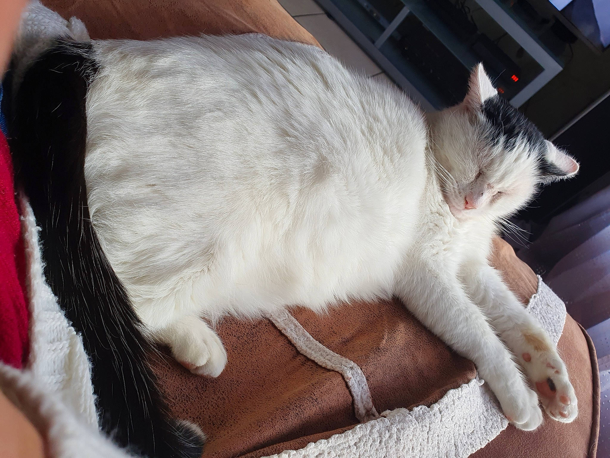 Diego participe au concours pour gagner de l'argent avec cette photo : carnivore, cat, cat_supply, claw, comfort, domestic_short_haired_cat, fawn, felidae, fur, mammal, paw, sitting, small_to_medium_sized_cats, snout, tail, whiskers