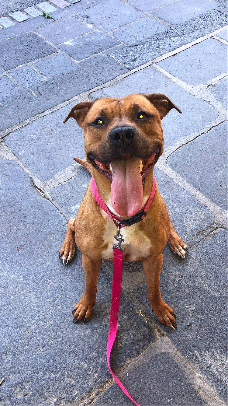 Lilith a rejoint le concours — aidez-le/la à gagner de superbes lots ! american_pit_bull_terrier, american_staffordshire_terrier, canidae, carnivore, companion_dog, dog, dog_breed, fawn, mammal, non_sporting_group, pit_bull, potcake_dog, puppy, rare_breed_dog, snout, sporting_group, staffordshire_bull_terrier, vertebrate