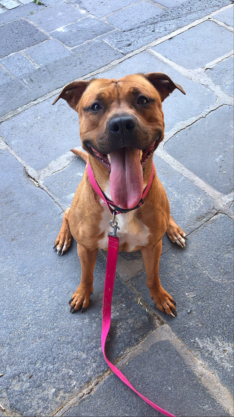 Lilith participe au concours pour gagner de l'argent avec cette photo : american_pit_bull_terrier, american_staffordshire_terrier, boxer, canidae, carnivore, companion_dog, dog, dog_breed, fawn, mammal, non_sporting_group, pit_bull, rare_breed_dog, snout, sporting_group, staffordshire_bull_terrier, vertebrate