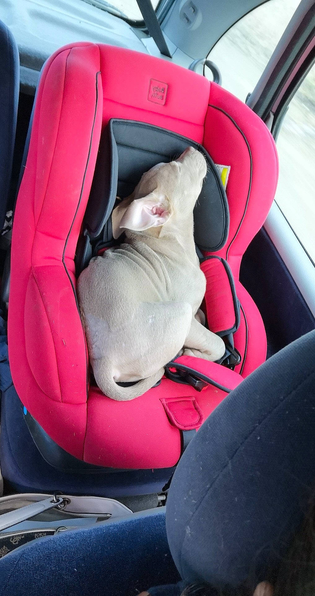 Louna participe au concours pour gagner de l'argent avec cette photo : air_travel, airline, auto_part, automotive_design, car, car_seat, car_seat_cover, comfort, family_car, head_restraint, luxury_vehicle, mode_of_transport, motor_vehicle, personal_luxury_car, red, seat_belt, steering_part, steering_wheel, vehicle, vehicle_door
