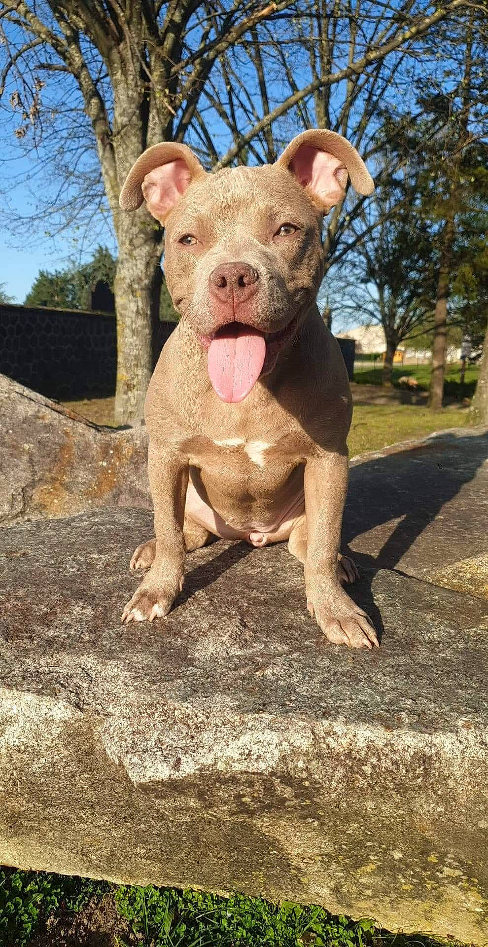 Louna participe au concours pour gagner de l'argent avec cette photo : art, canidae, carnivore, dog_breed, domestic_pig, eye, fawn, grass, head, livestock, metal, neck, plant, sculpture, sky, snout, suidae, terrestrial_animal, tree, wood
