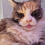 Manouche participe au concours pour gagner de l'argent avec cette photo : animal, cat, close_up, cute, domestic_animal, ears, expression, face, feline, fluffy, fur, indoor, mammal, pet, portrait, relaxed, resting, soft_light, tongue_out, whiskers