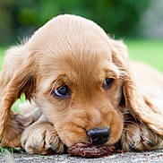 Belle a rejoint le concours — aidez-le/la à gagner de superbes lots ! puppy, dog, golden_retriever, cute, lying_down, grass, outdoor, close_up, animal, pet, fur, ears, snout, nose, whiskers, nature, young, playful, adorable, brown