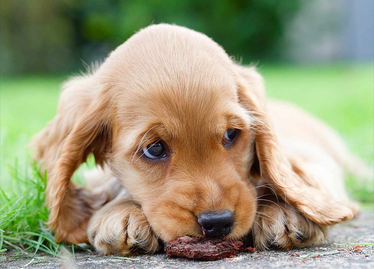 Belle a rejoint le concours — aidez-le/la à gagner de superbes lots ! puppy, dog, golden_retriever, cute, lying_down, grass, outdoor, close_up, animal, pet, fur, ears, snout, nose, whiskers, nature, young, playful, adorable, brown