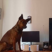 Rosalie a rejoint le concours — aidez-le/la à gagner de superbes lots ! animal, brown_dog, cable, canine, cardboard_box, curious, dog, ears, electronics, furniture, household, indoor, leather_couch, living_room, pet, side_view, sitting, stereo_system, television, wall