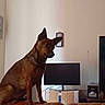 animal, brown_dog, cable, canine, cardboard_box, curious, dog, ears, electronics, furniture, household, indoor, leather_couch, living_room, pet, side_view, sitting, stereo_system, television, wall
