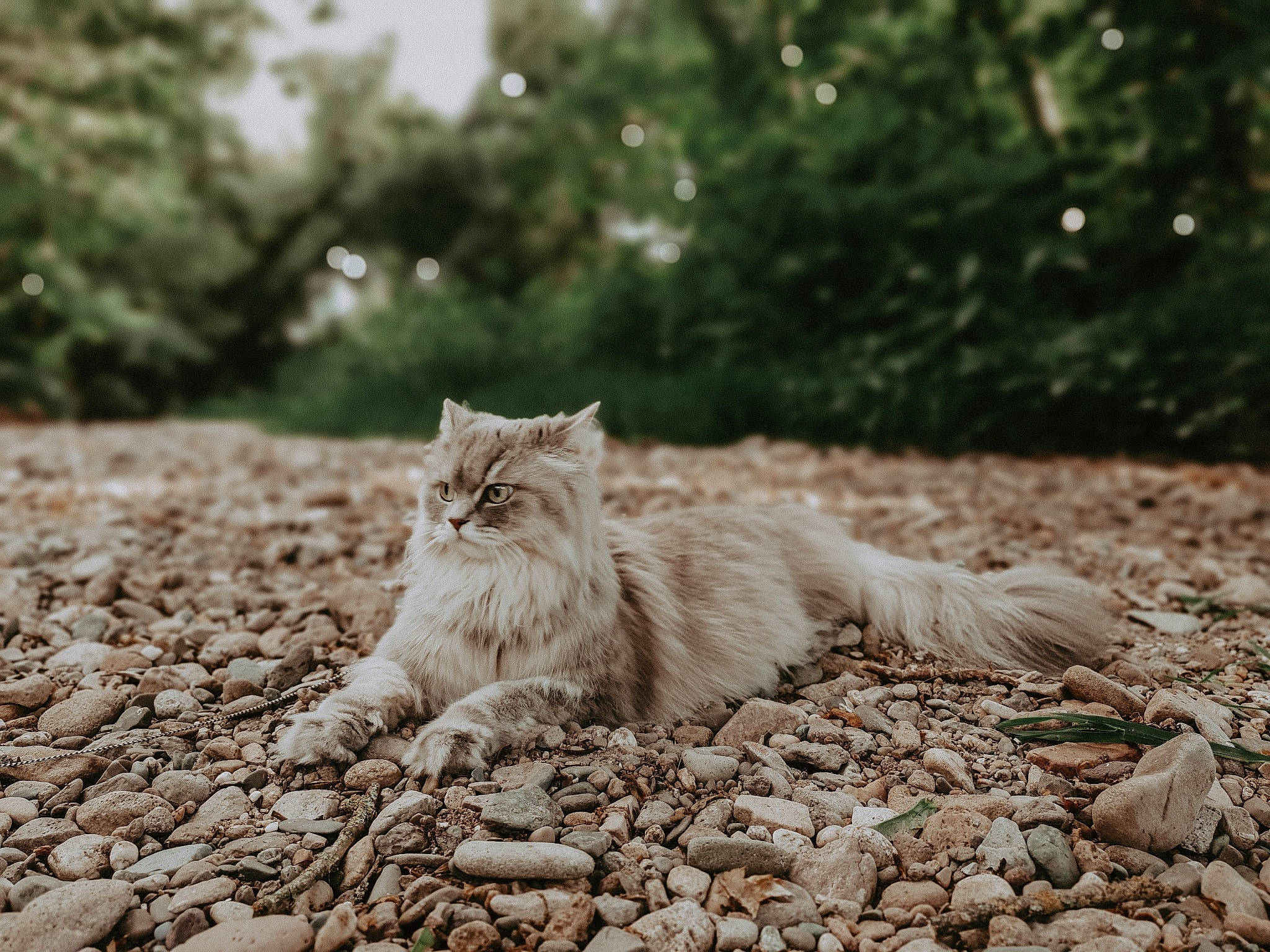 Tilly participe au concours pour gagner de l'argent avec cette photo : british_semi_longhair, carnivore, cat, domestic_long_haired_cat, fawn, felidae, fur, leaf, mammal, norwegian_forest_cat, plant, ragdoll, sand, small_to_medium_sized_cats, soil, whiskers, wild_cat, wildlife