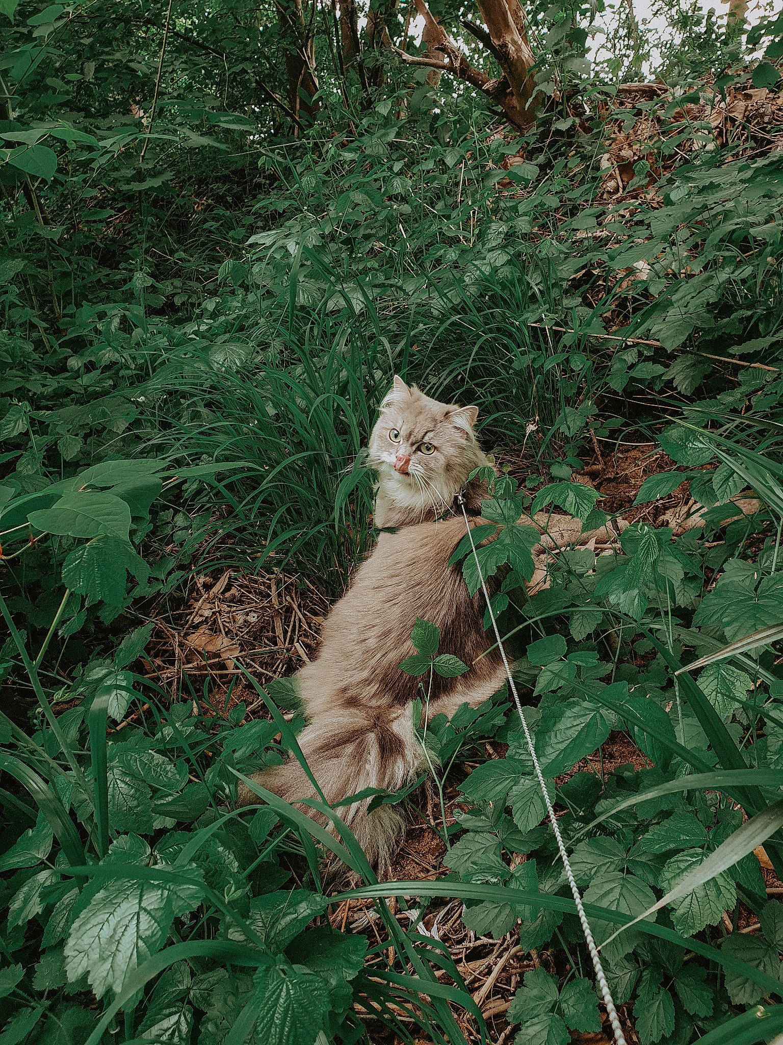 Tilly a rejoint le concours — aidez-le/la à gagner de superbes lots ! adaptation, carnivore, cat, european_shorthair, fawn, felidae, forest, grass, jungle, leaf, plant, small_to_medium_sized_cats, tail, tree, wild_cat