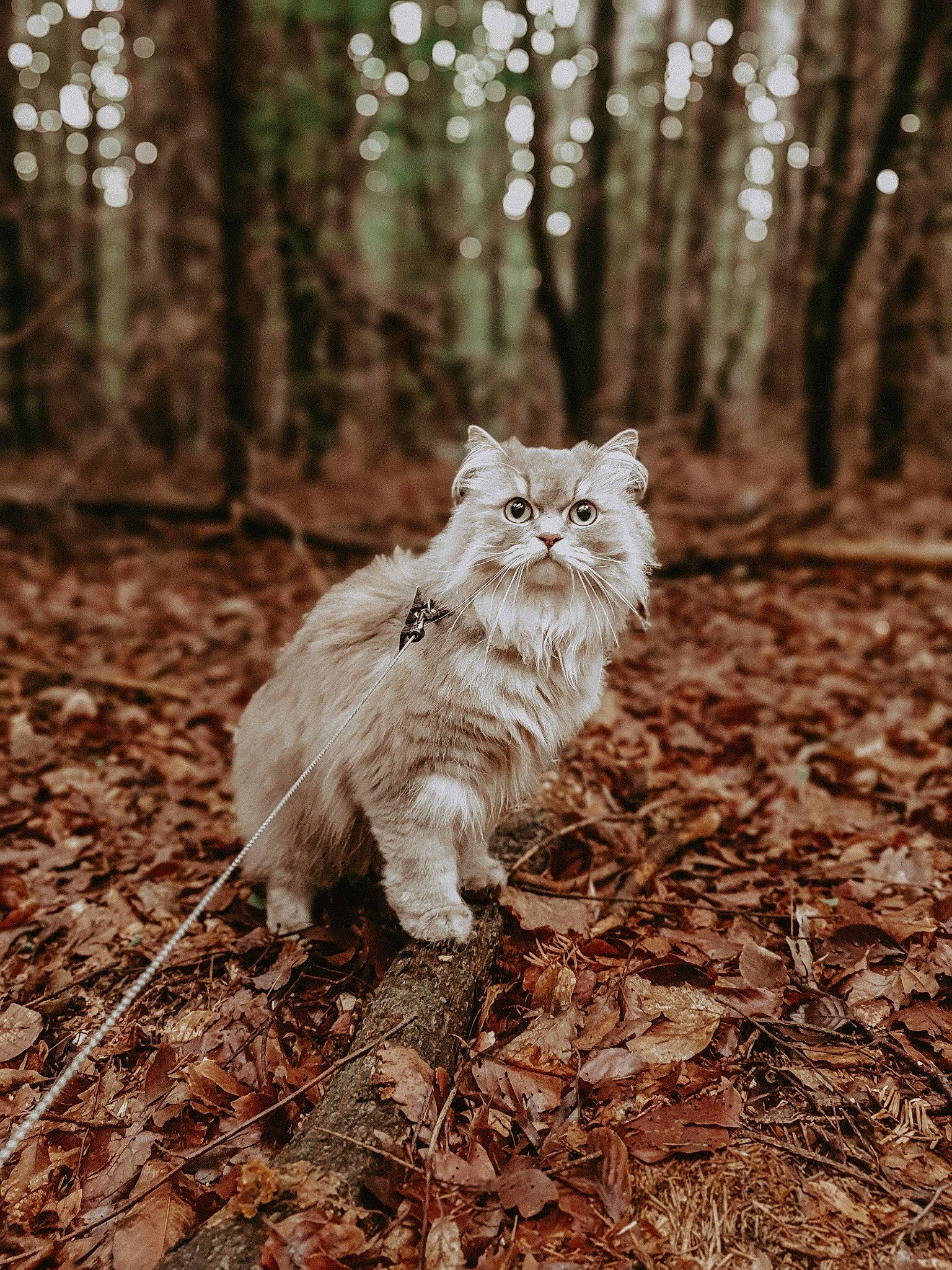 Tilly participe au concours pour gagner de l'argent avec cette photo : black_and_white, branch, british_semi_longhair, carnivore, cat, domestic_long_haired_cat, felidae, forest, fur, grass, leaf, mammal, norwegian_forest_cat, plant, small_to_medium_sized_cats, tail, tree, whiskers, wildlife, woodland