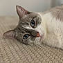 Titou participe au concours pour gagner de l'argent avec cette photo : cat, blue_eyes, close_up, lying_down, fluffy, beige, texture, pet, whiskers, face, animal, fur, relaxed, indoor, portrait, cute, soft_focus, mammal, domestic_cat, resting